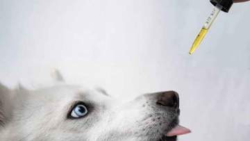 Er CBD trygt for kjæledyr?