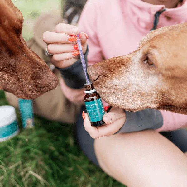 CBD-olje for hunder og hvordan den kan gis.