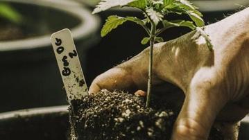 Hva er terpener?