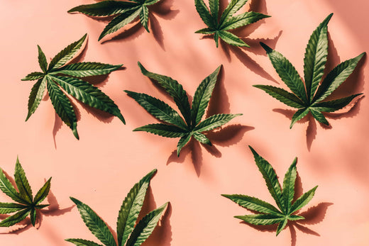 Hvordan lukter cannabis?