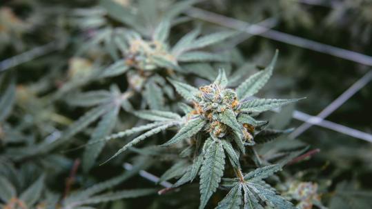 Hva er forskjellen mellom CBD og medisinsk cannabis?