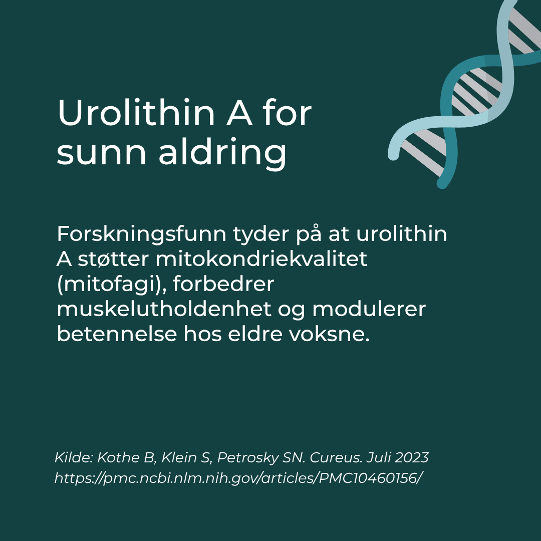 Urolithin A for sunn aldring