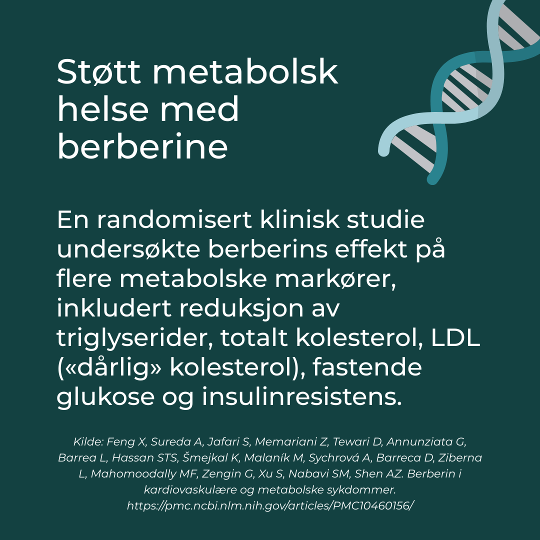 metabolsk helse og berberine