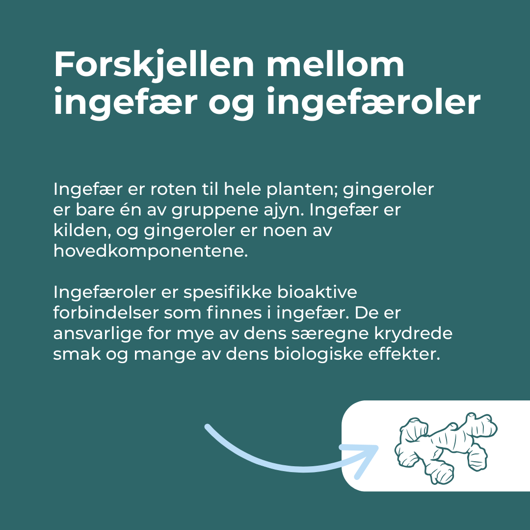 hva er Ingefær Tabletter