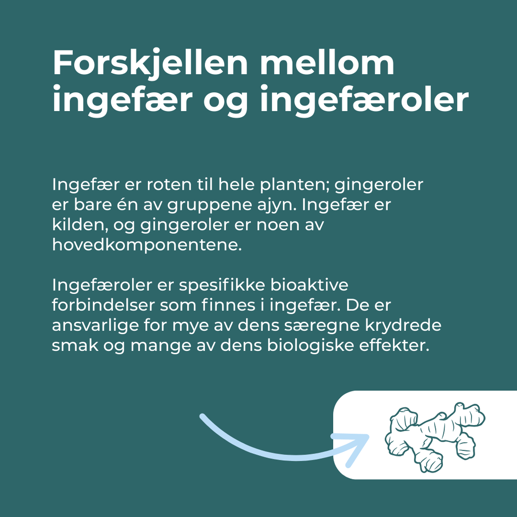 hva er Ingefær Tabletter