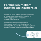 hva er Ingefær Tabletter