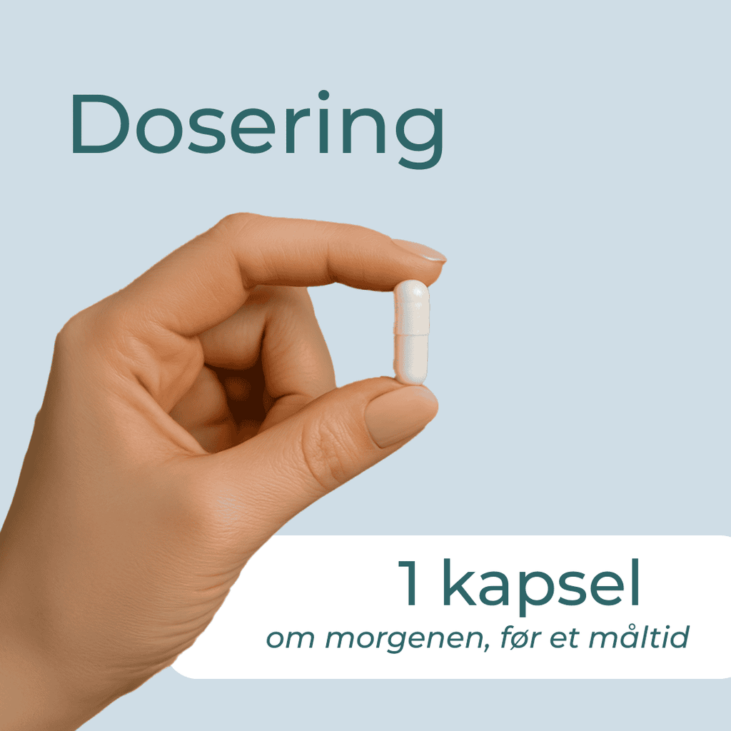  dosering av Ingefær Tabletter