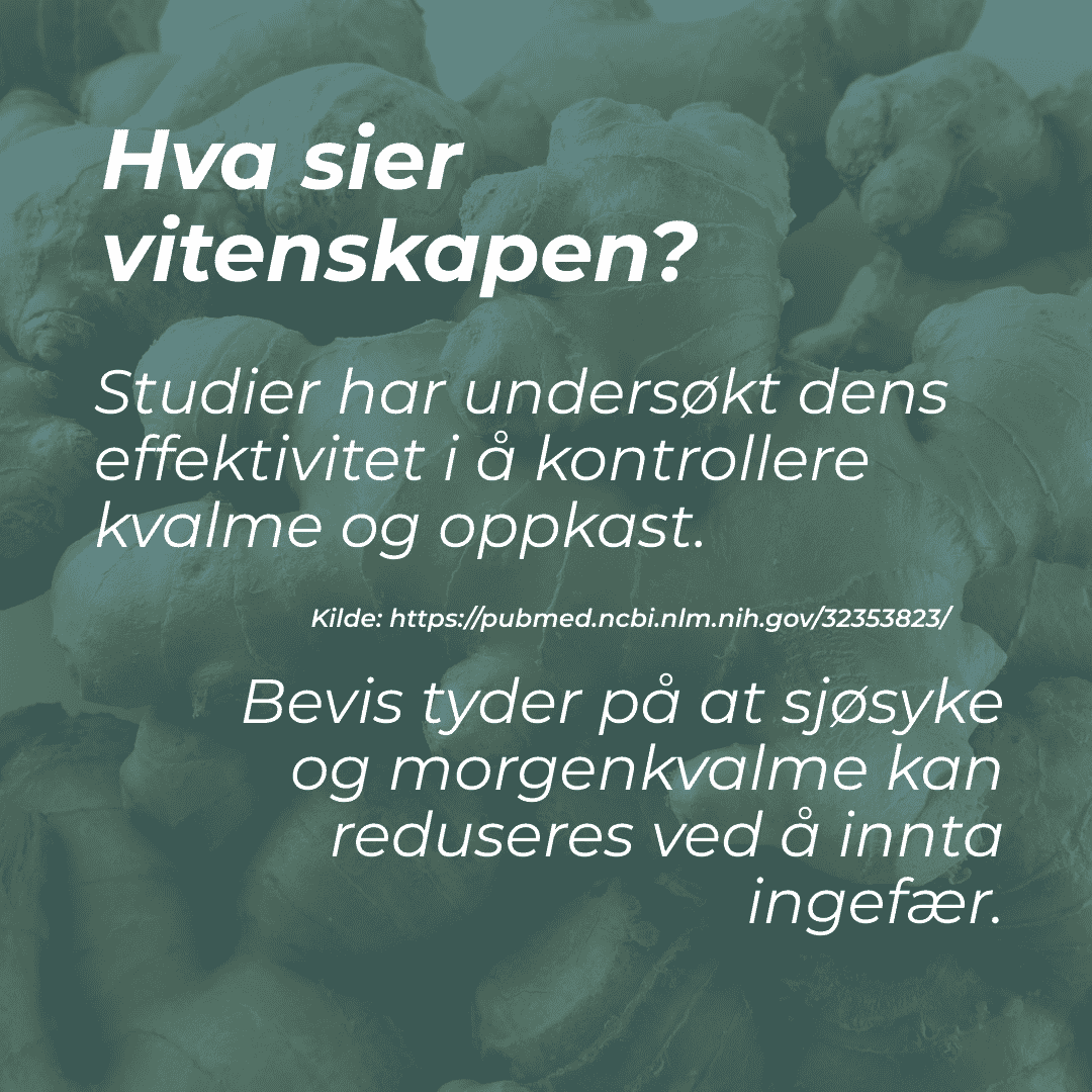 hva er ingefærrot