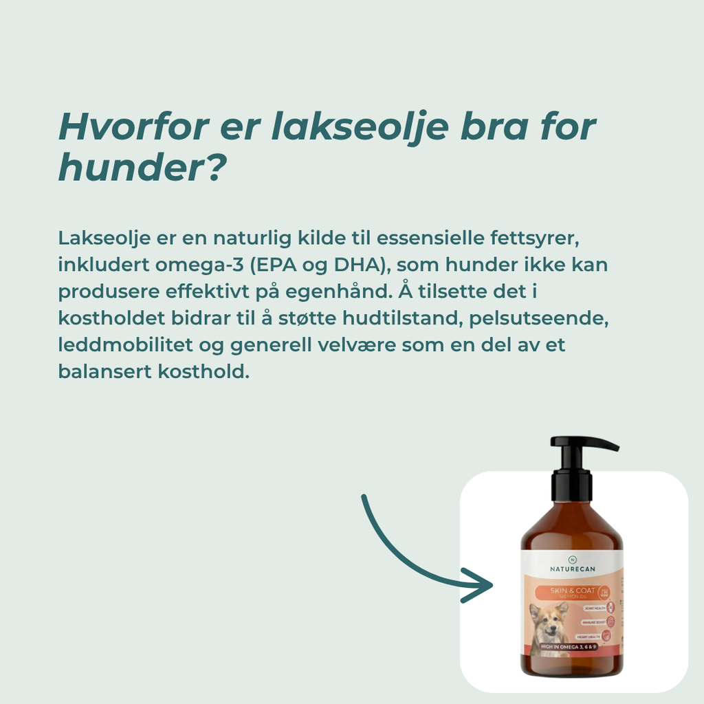 hvorfor er lakseolje bra for hunder